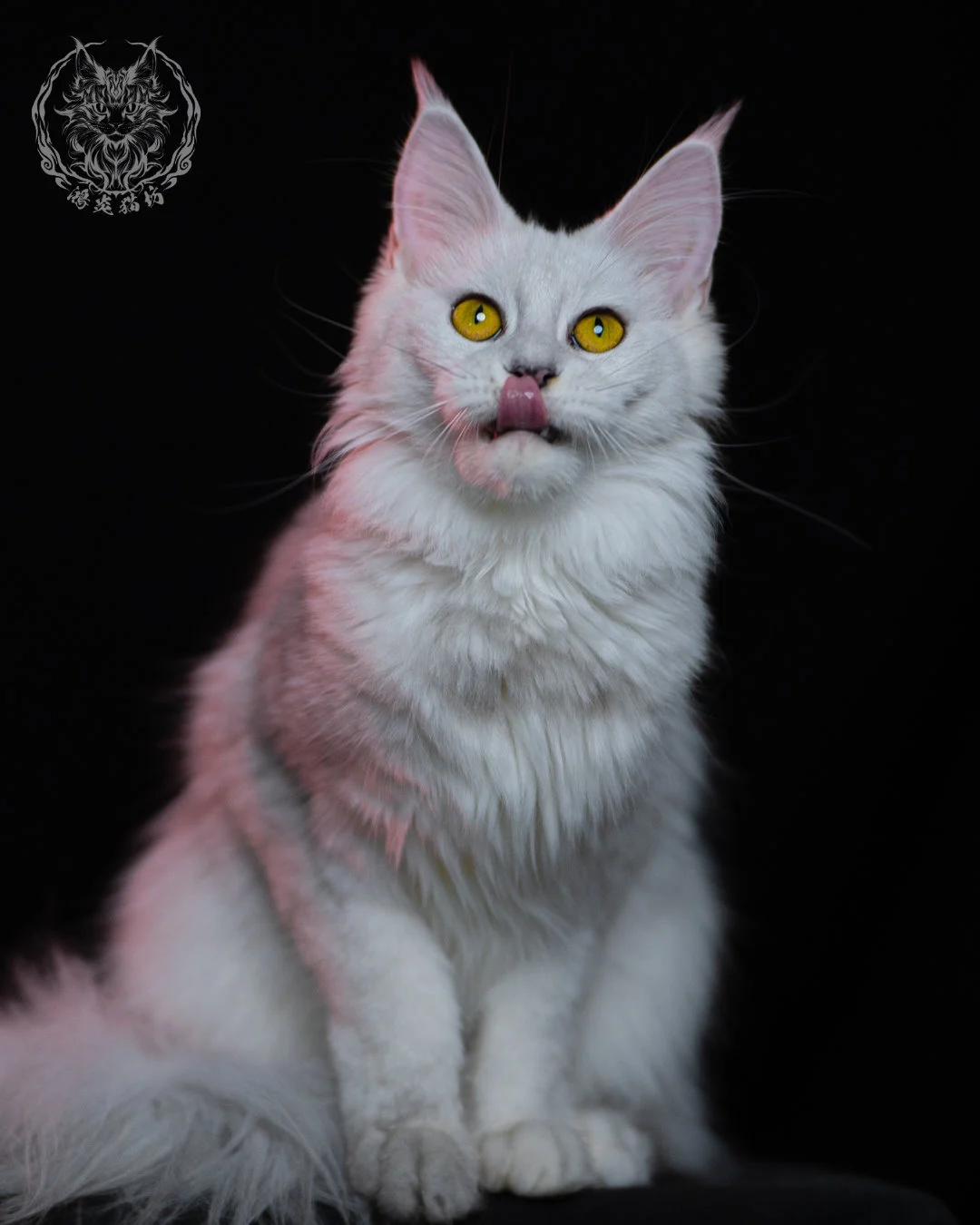 黑銀陰影緬因貓 Black Silver Shaded Maine Coon 1year 13