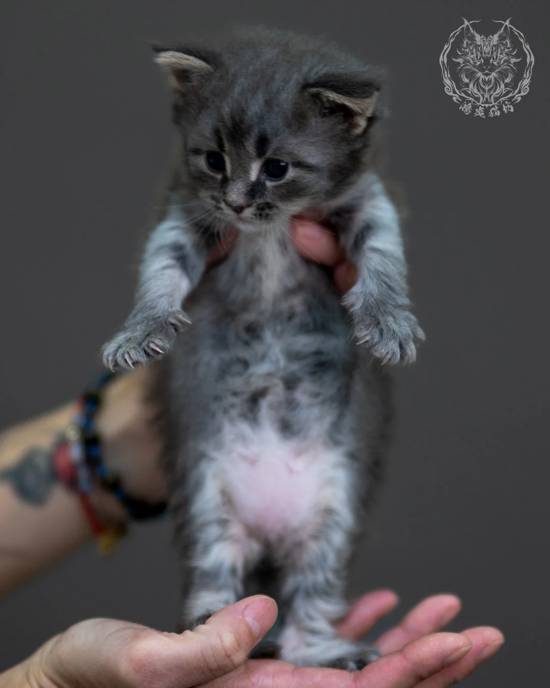藍銀虎斑 Blue Silver Tabby Maine Coon 4weeks 2