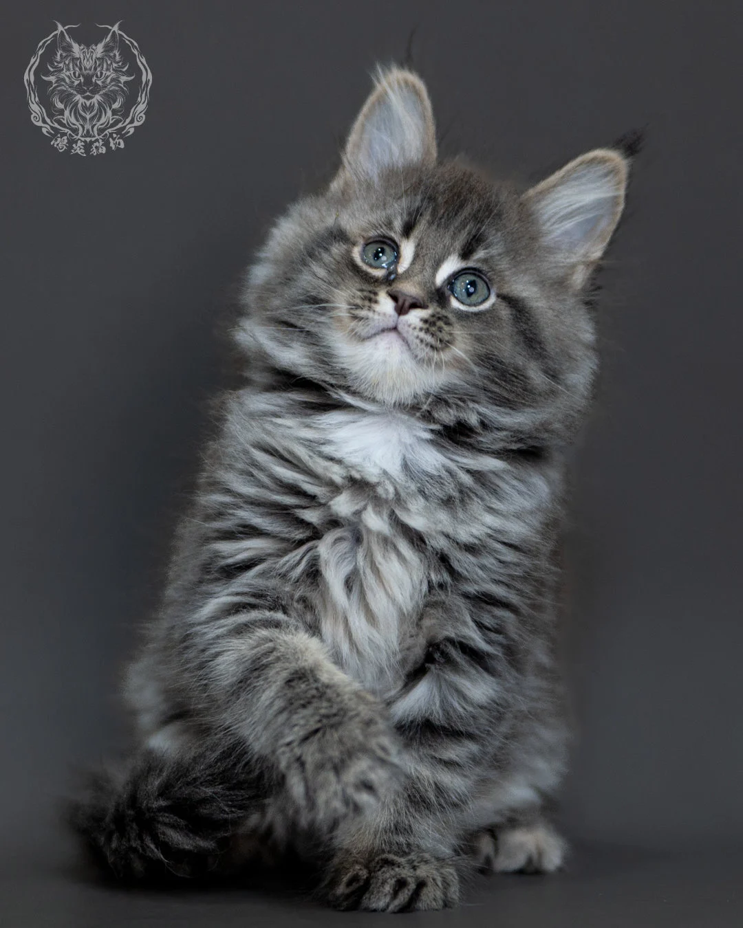 藍銀虎斑 Blue Silver Tabby Maine Coon 2months 19