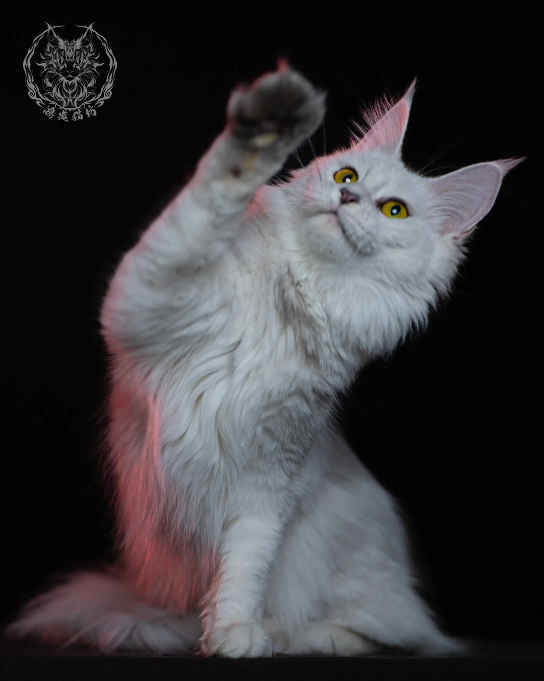 黑銀陰影緬因貓 Black Silver Shaded Maine Coon 1year 4