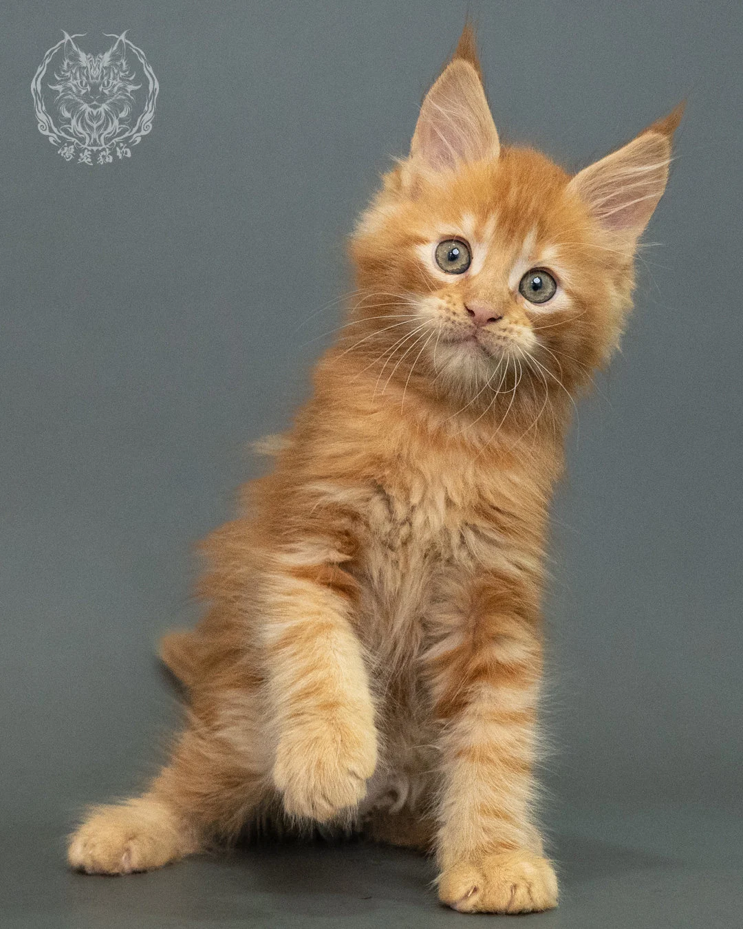 紅虎斑 Red Tabby Maine Coon 2months 2