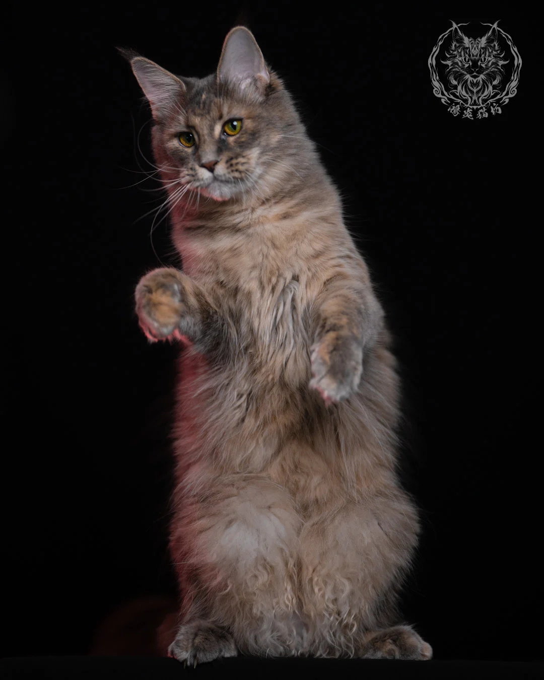 藍乳煙玳帽緬因貓 11 個月站姿舉爪動態，蓬鬆腹部毛量與玳帽層次自然過渡，是成貓典型的高毛量表現。