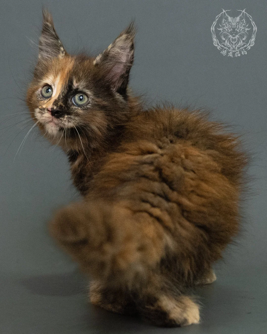 玳帽 Tortie Maine Coon 2months 4