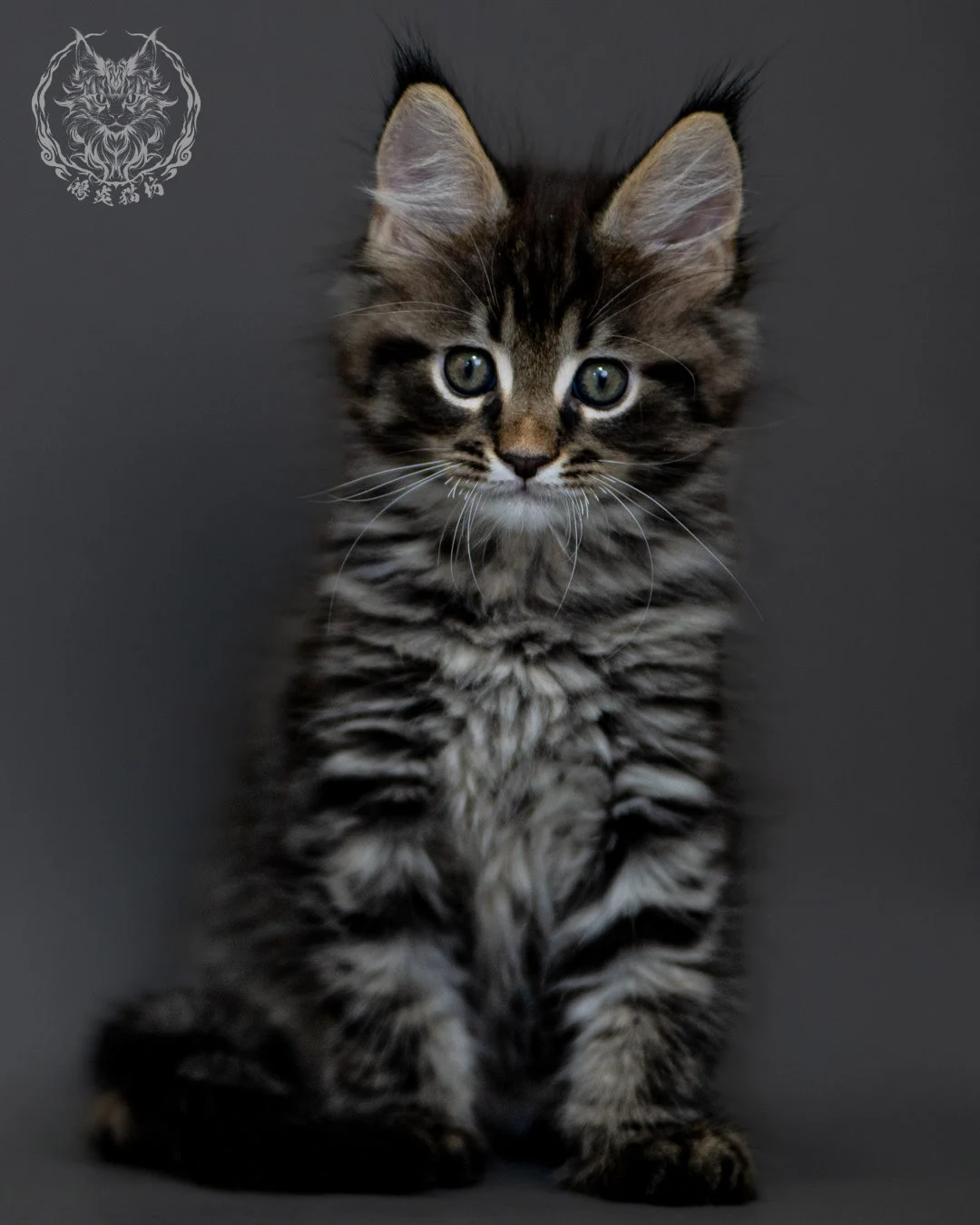 棕虎斑 Brown Tabby Maine Coon 2months 6