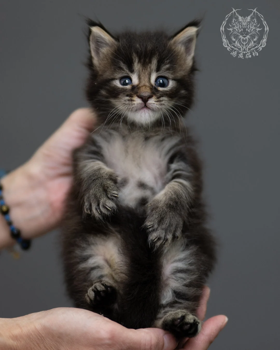 黑棕虎斑 Black Brown Tabby Maine Coon 4weeks 2