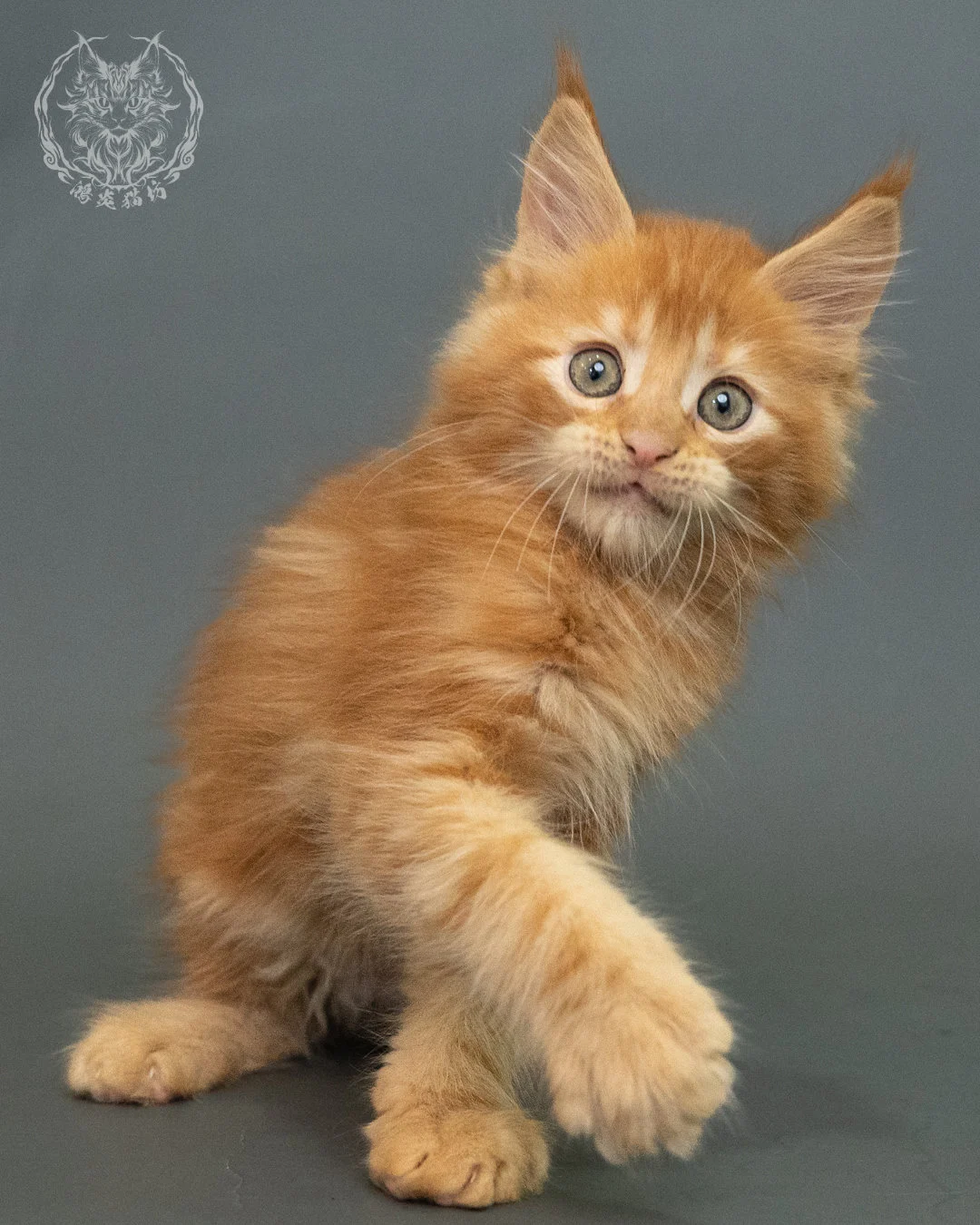 紅虎斑 Red Tabby Maine Coon 2months 6