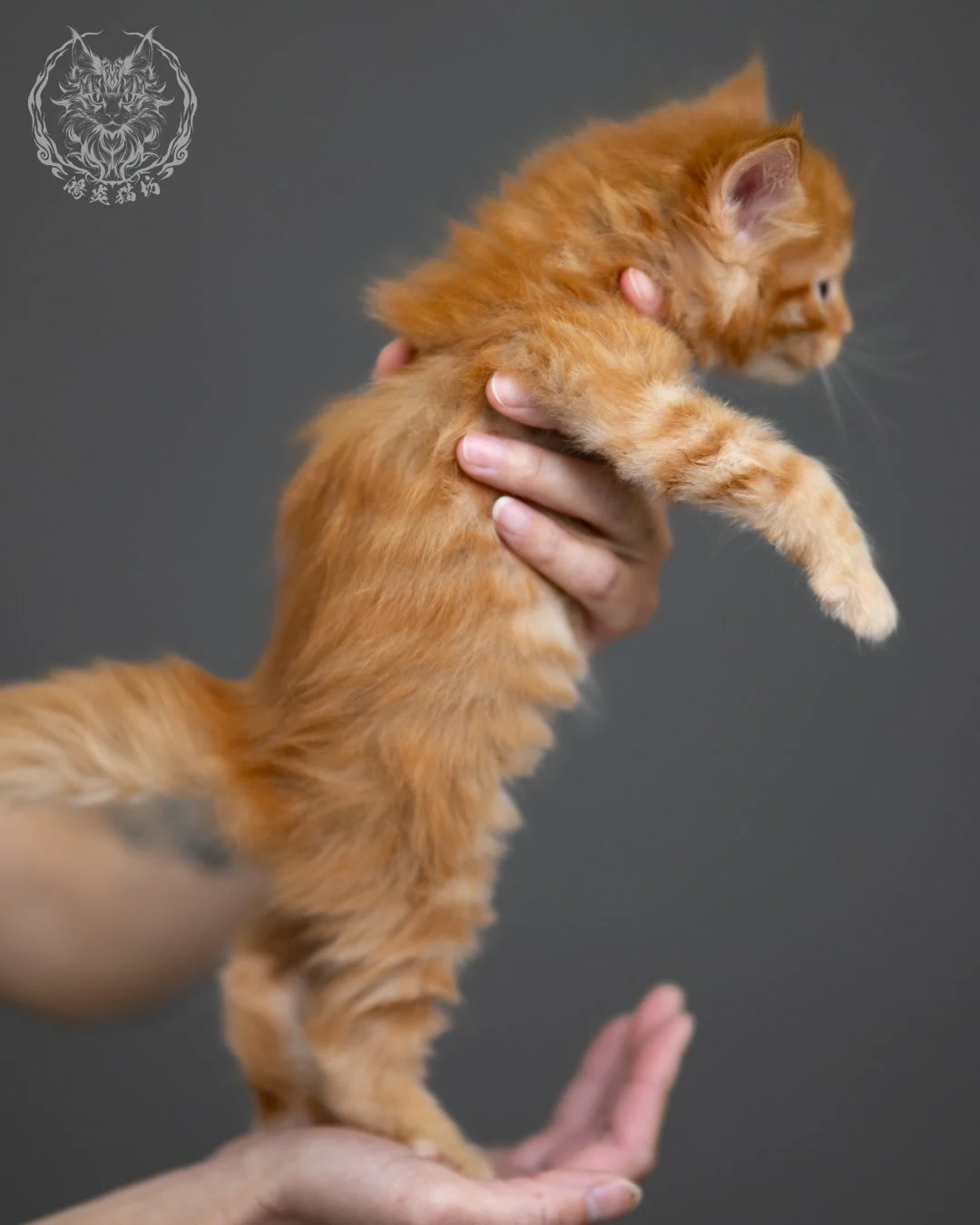 紅虎斑 Red Tabby Maine Coon 4weeks 10
