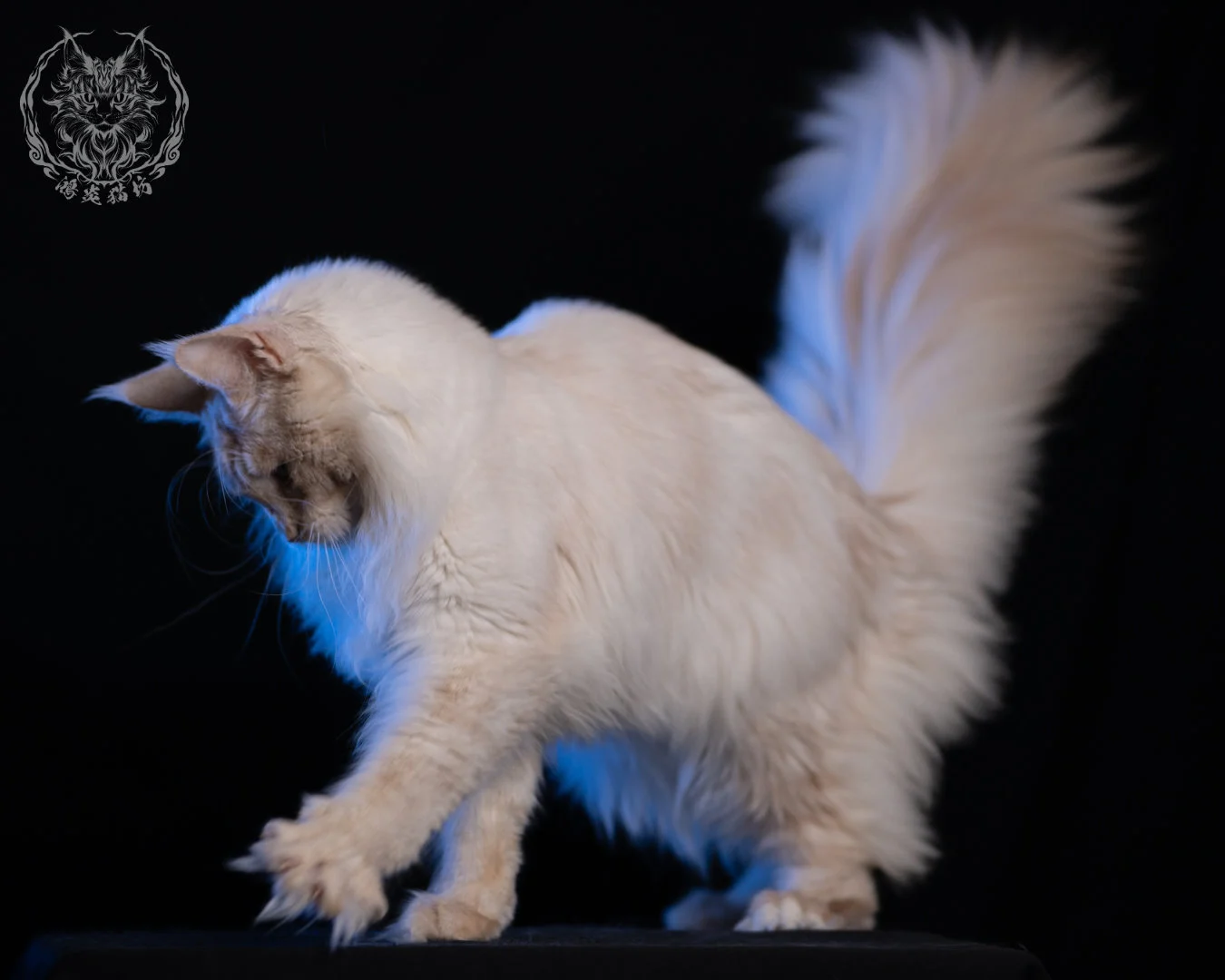 乳高煙緬因貓 Cream High Smoke Maine Coon 9months 25