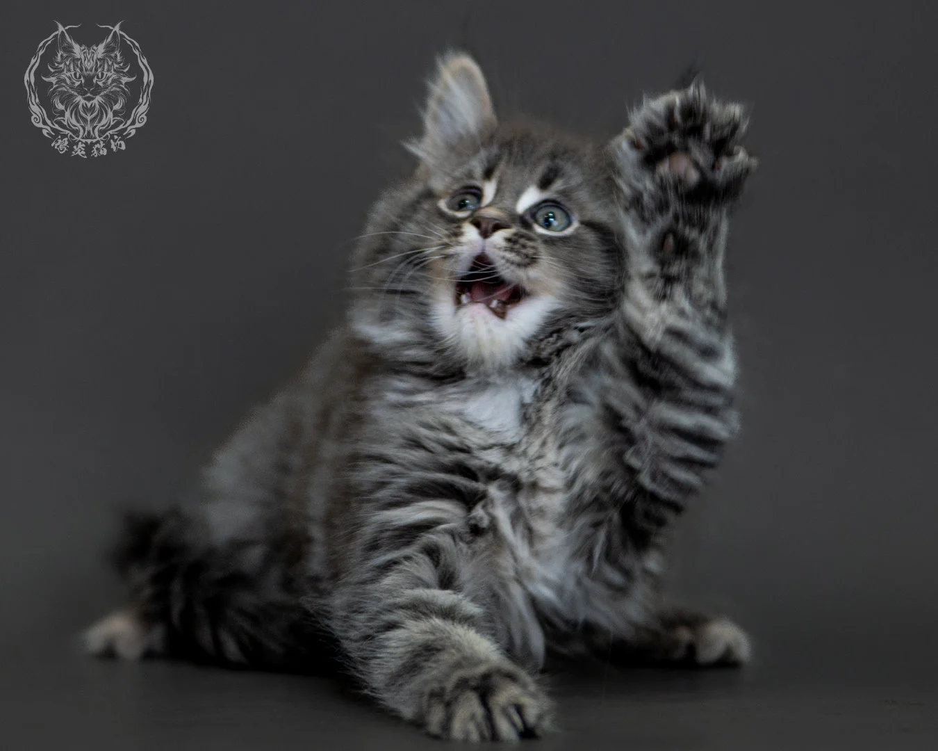 藍銀虎斑 Blue Silver Tabby Maine Coon 2months 22