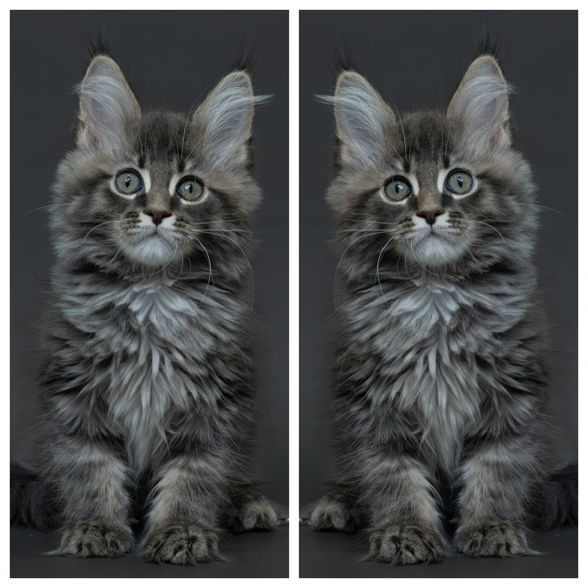 藍銀虎斑緬因貓