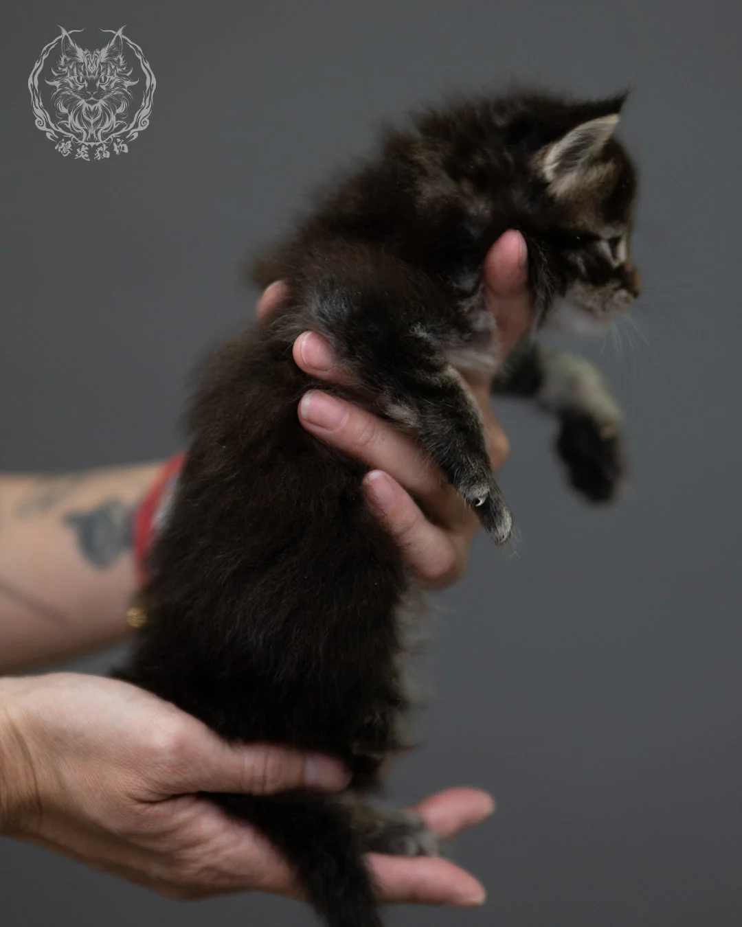 黑棕虎斑 Black Brown Tabby Maine Coon 4weeks 3