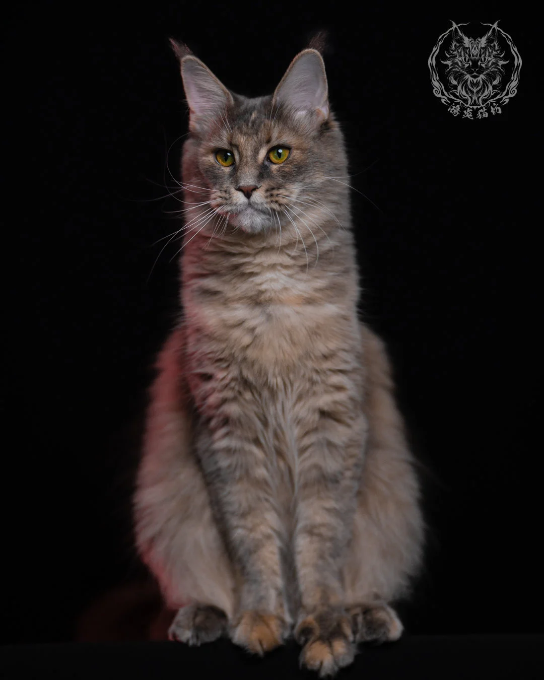 藍乳煙玳帽緬因貓 11 個月正坐微偏頭特寫，乳色與藍灰色階均勻分布，展現緬因貓典型的親人溫柔氣質。