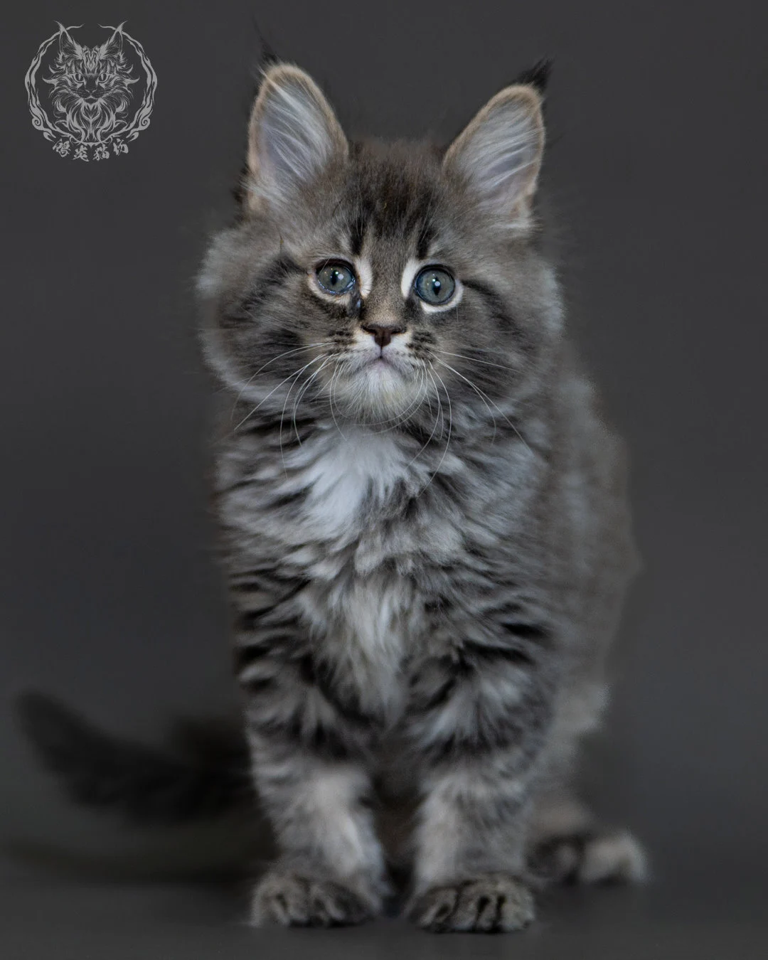 藍銀虎斑 Blue Silver Tabby Maine Coon 2months 3