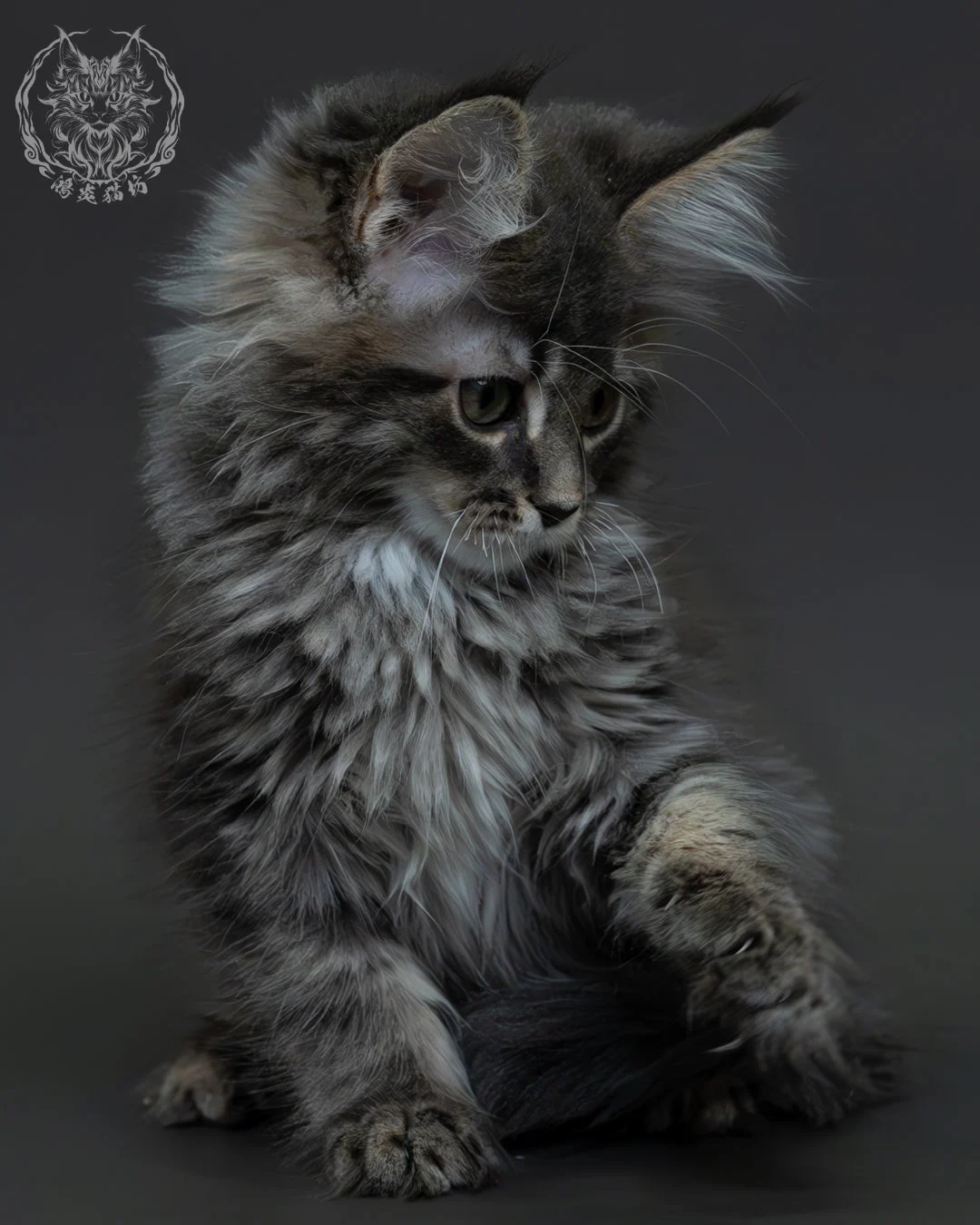 藍銀虎斑緬因貓 4