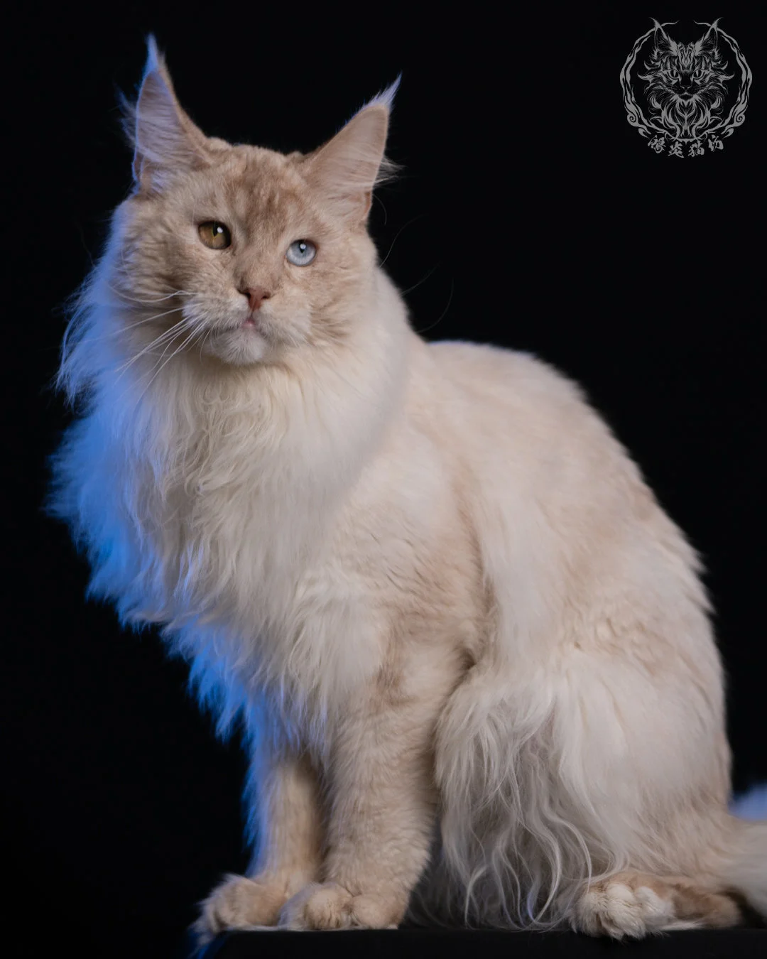 乳高煙緬因貓 Cream High Smoke Maine Coon 9months 1