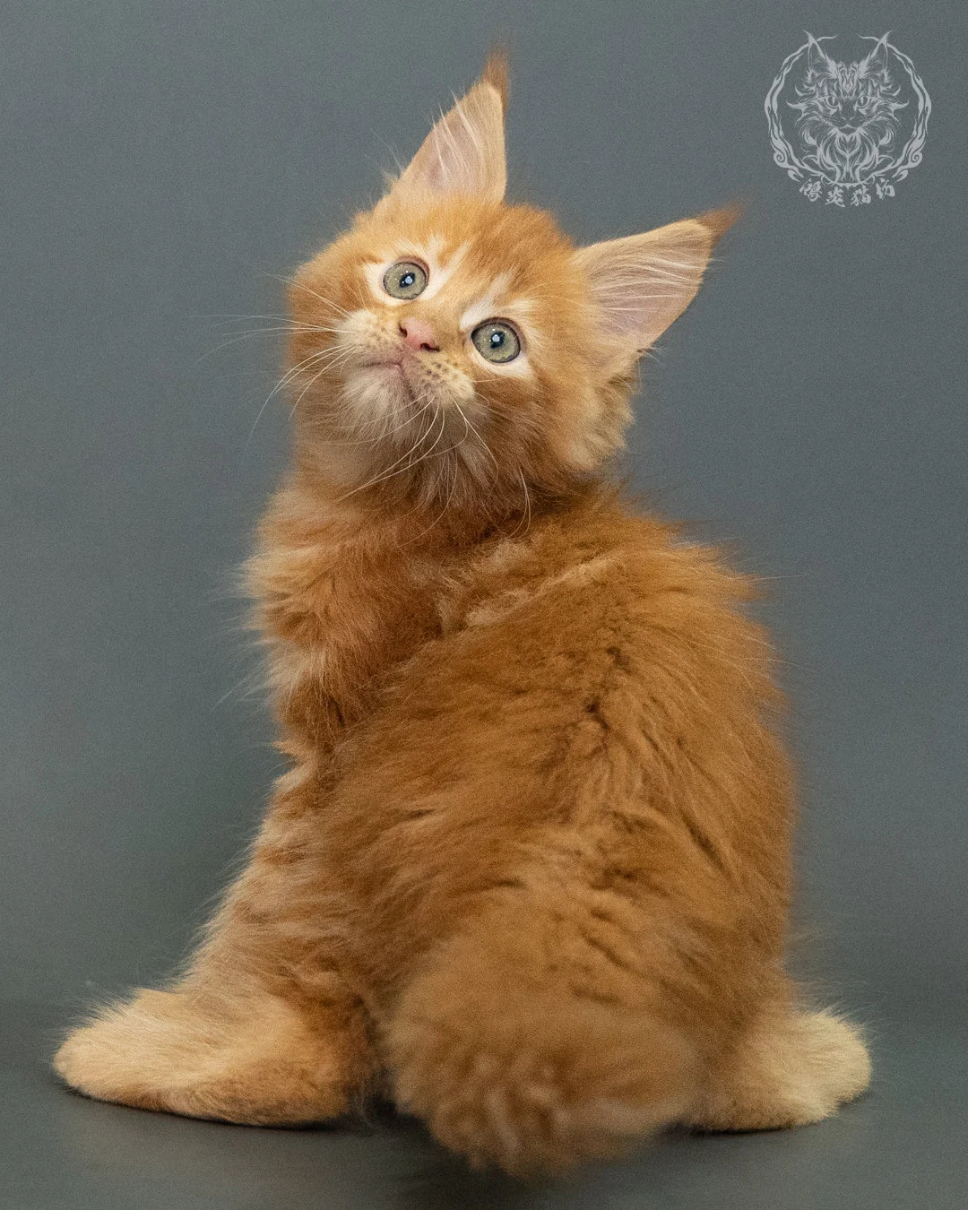 紅虎斑 Red Tabby Maine Coon 2months 7