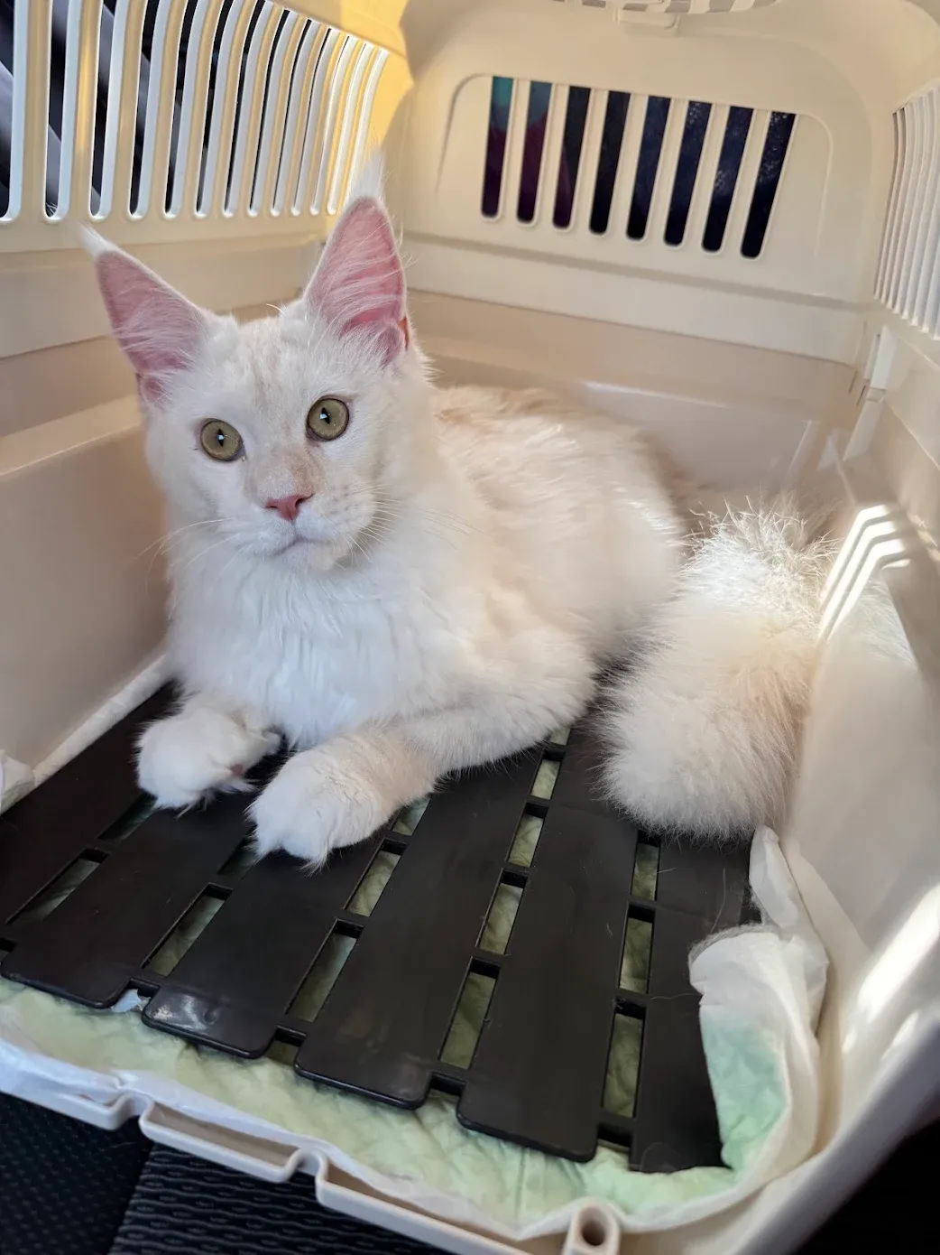 紅銀陰影緬因貓啵緹待在外出籠內安靜休息，回家第一天表現穩定，眼神溫和、適應力良好。