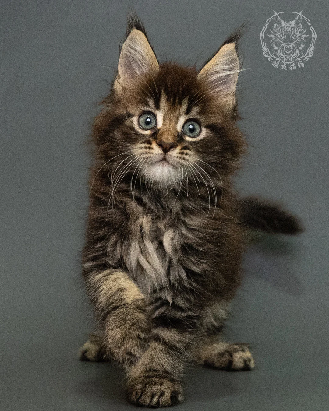 棕虎斑 Brown Tabby Maine Coon 2months 7