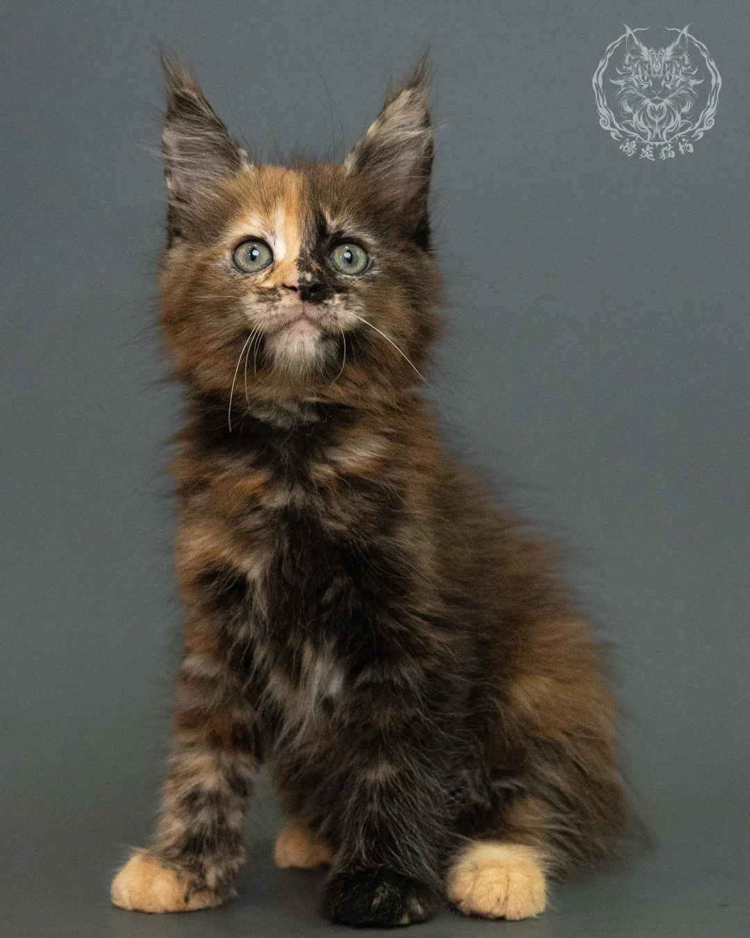 玳帽 Tortie Maine Coon 2months 3