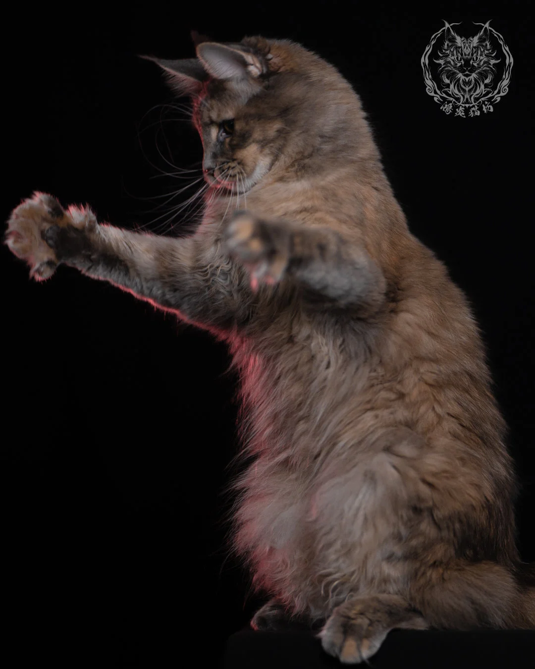 藍乳煙玳帽緬因貓 11 個月側身伸爪特寫，乳色與藍灰交錯的煙燻紋路在燈光下格外柔和，是高品質緬因貓的典型毛色特徵。