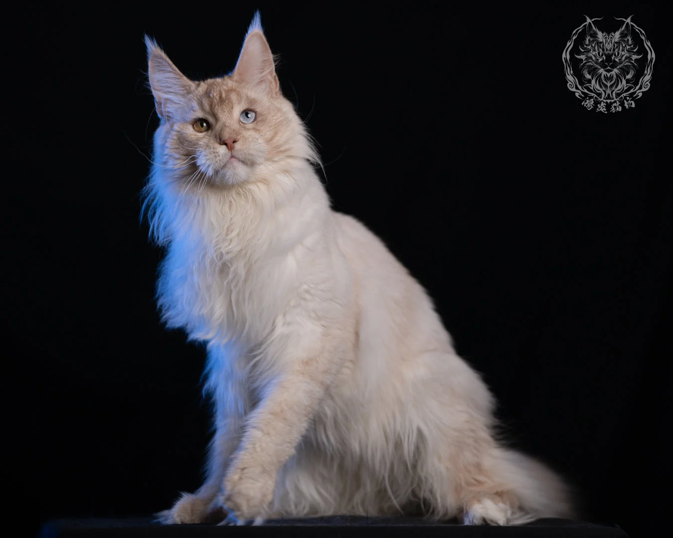 乳高煙緬因貓 Cream High Smoke Maine Coon 9months 28