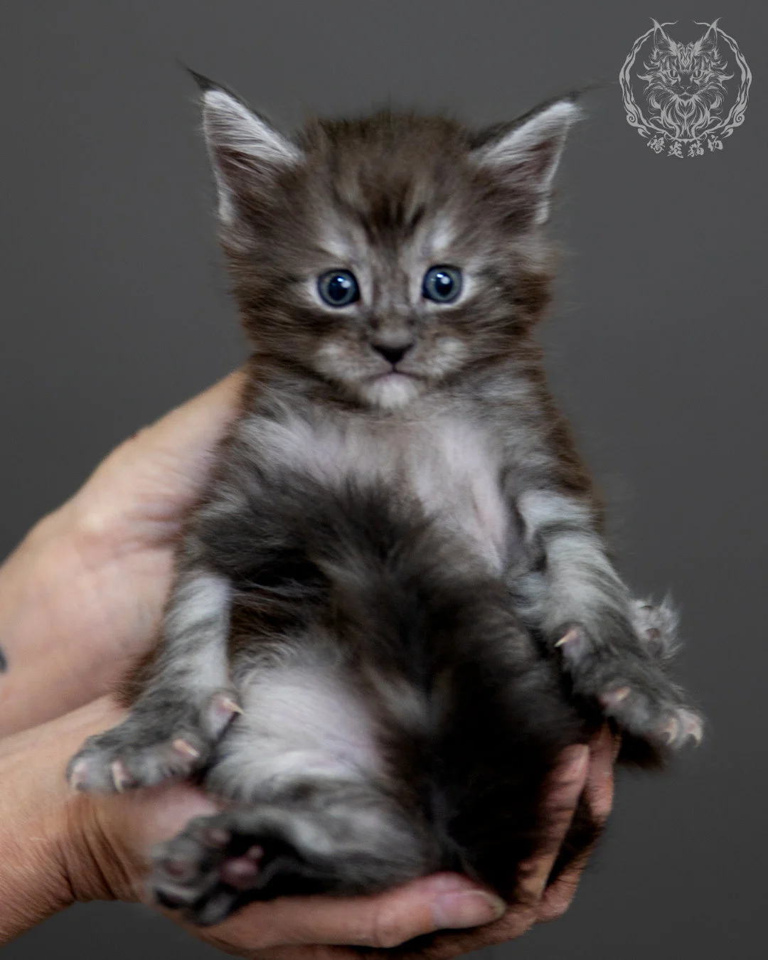 黑銀虎斑 Black Silver Tabby Maine Coon 4weeks 14