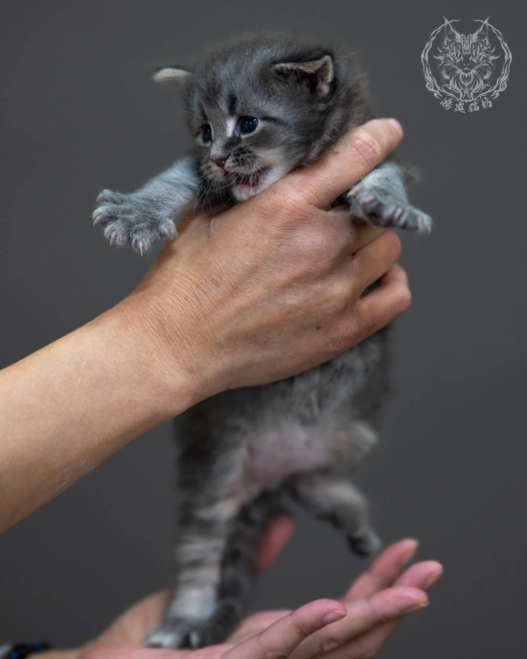 藍銀虎斑 Blue Silver Tabby Maine Coon 4weeks 7