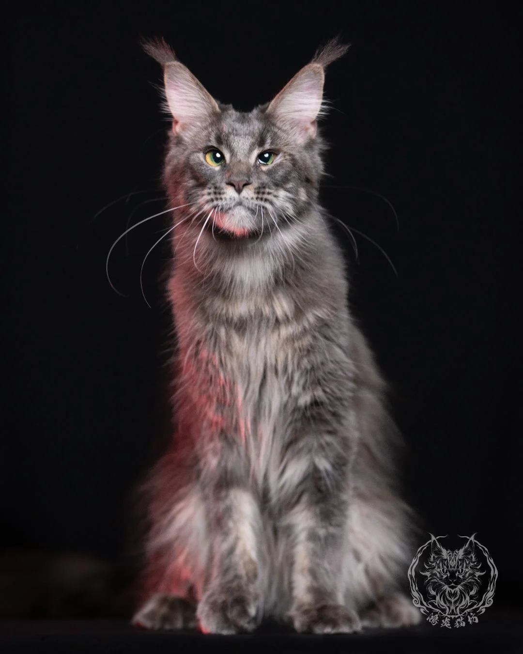 Blue Tabby Maine Coon 11months Cattery Taichung 2