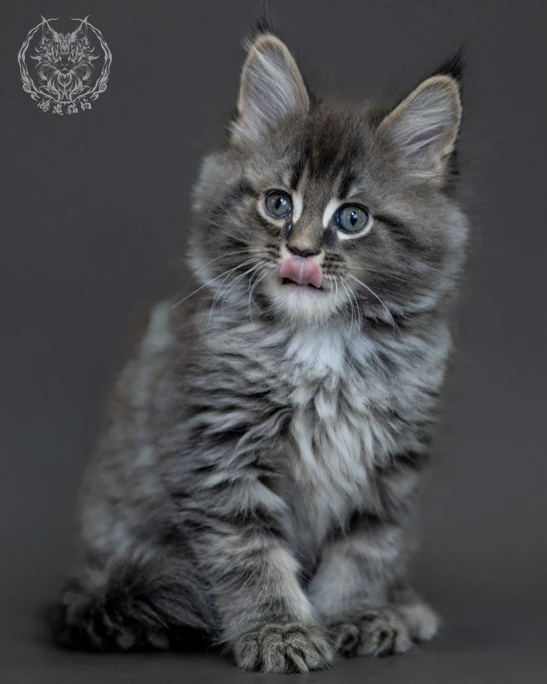 藍銀虎斑 Blue Silver Tabby Maine Coon 2months 16