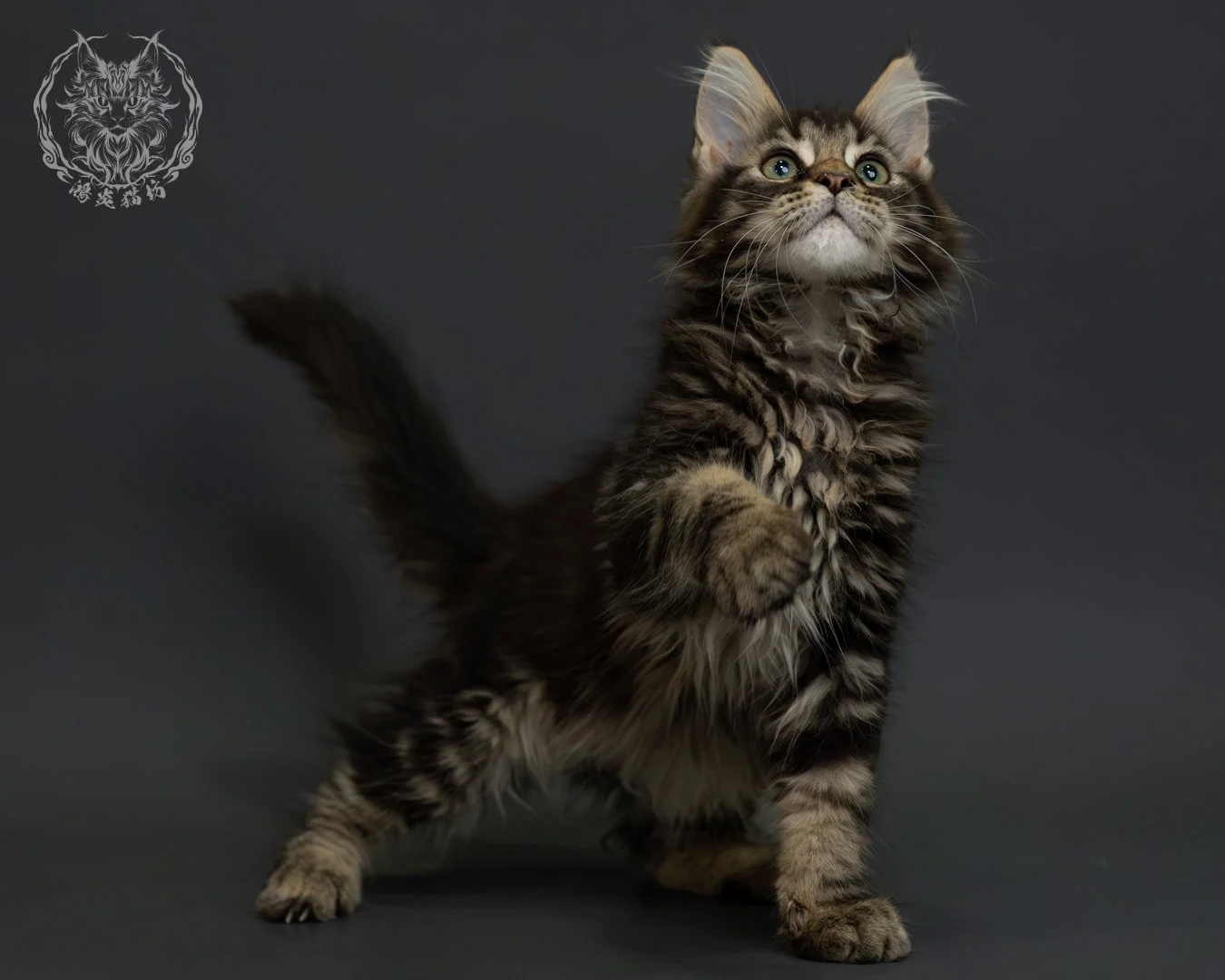 棕虎斑緬因貓 8