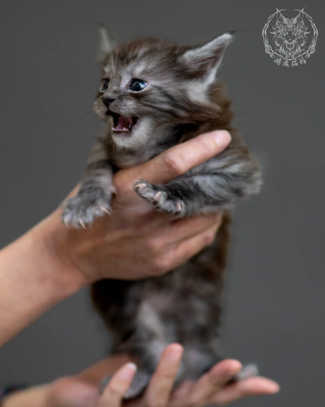 黑銀虎斑 Black Silver Tabby Maine Coon 4weeks 5