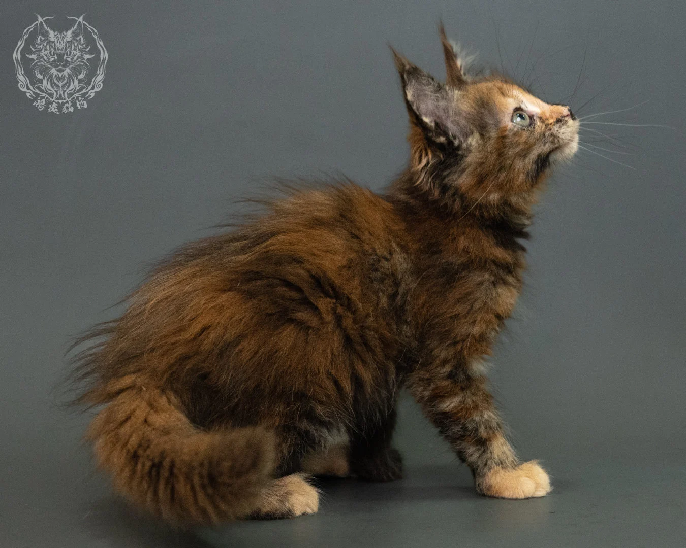玳帽 Tortie Maine Coon 2months 17