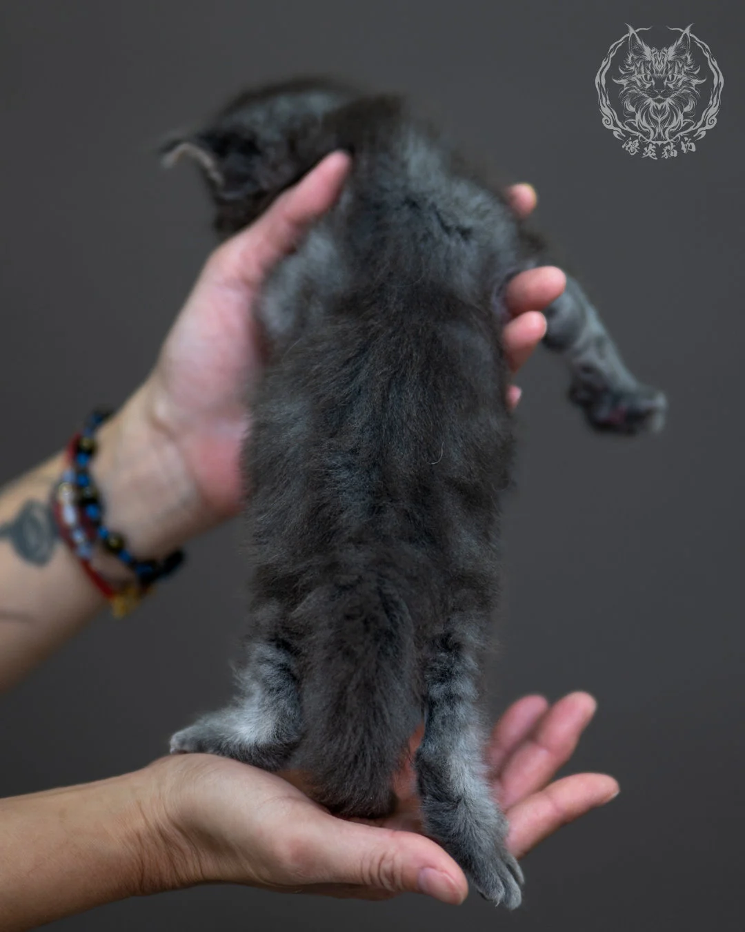 藍銀虎斑 Blue Silver Tabby Maine Coon 4weeks 12