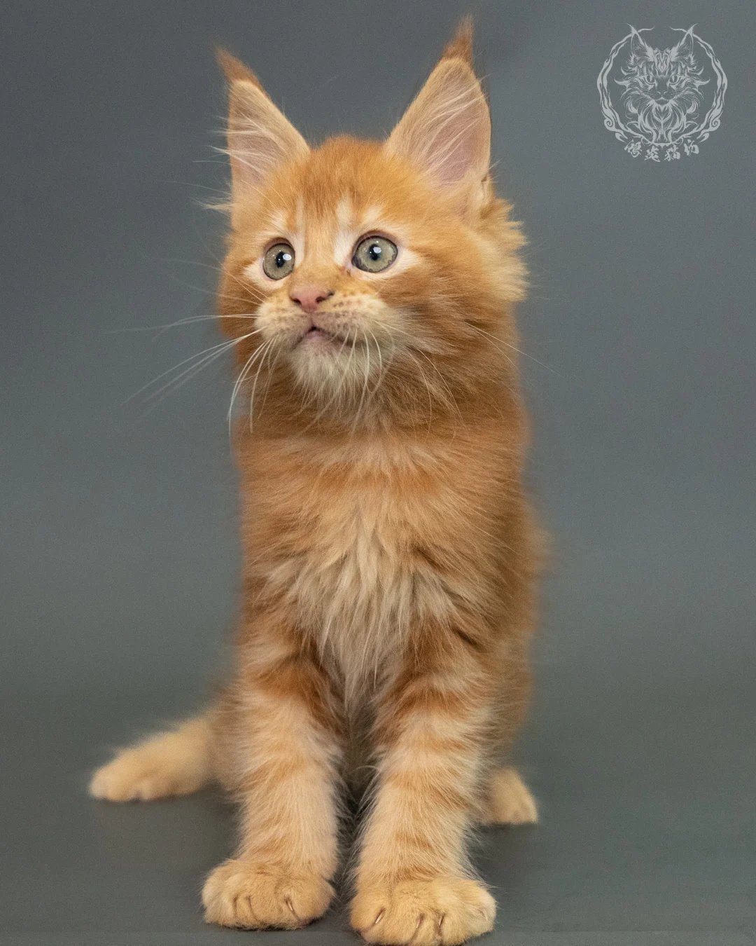 紅虎斑 Red Tabby Maine Coon 2months 12