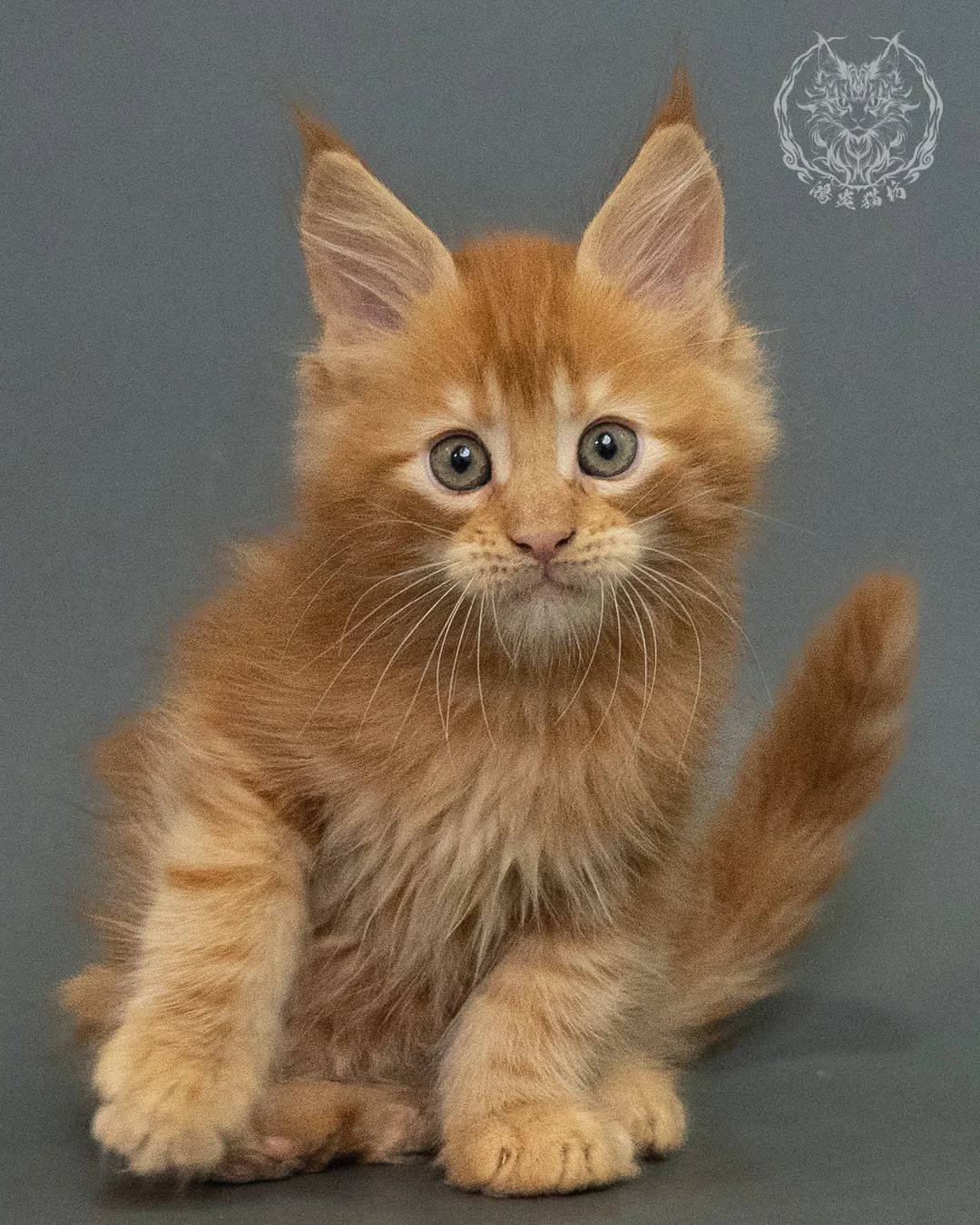 紅虎斑 Red Tabby Maine Coon 2months 14