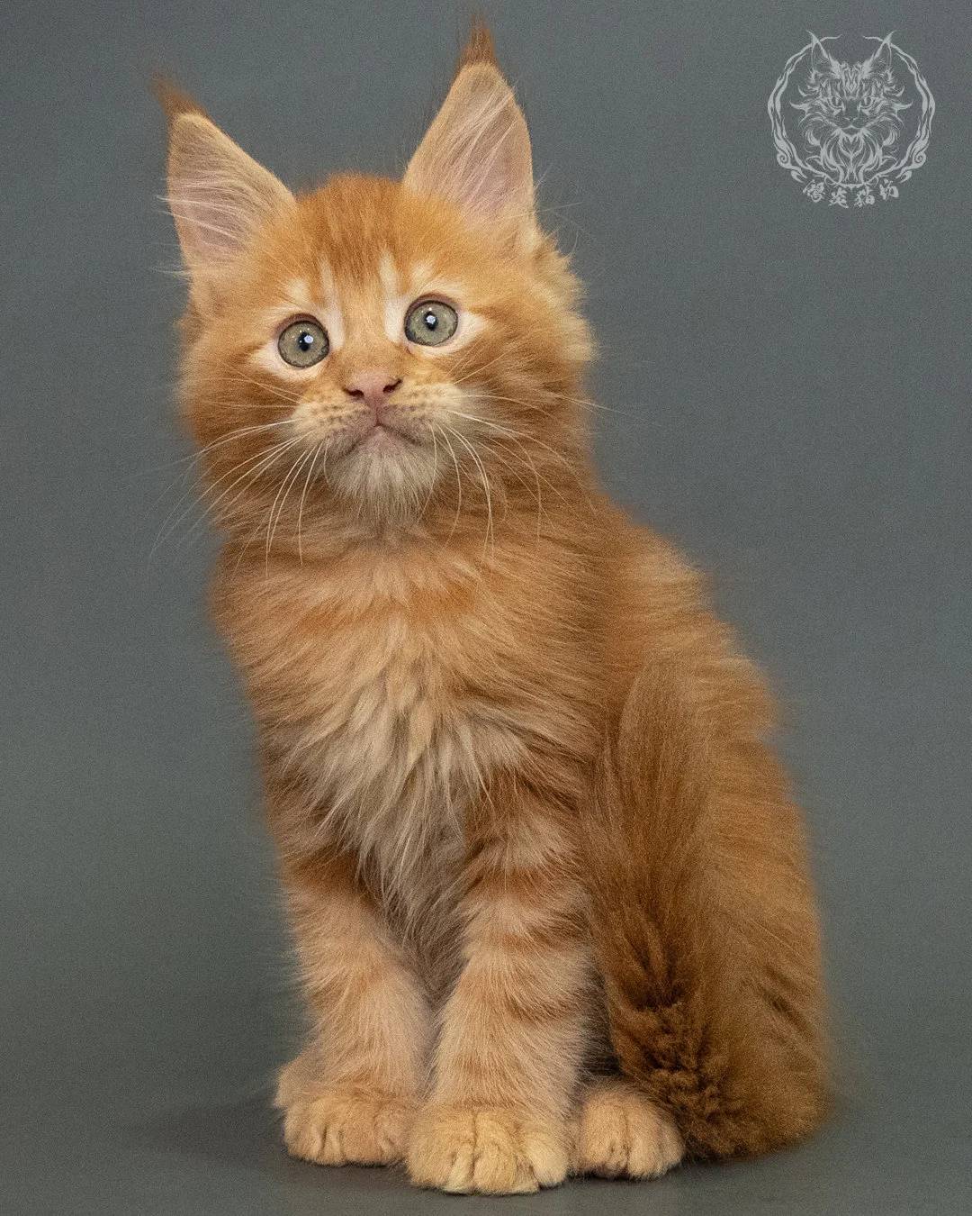紅虎斑 Red Tabby Maine Coon 2months 20