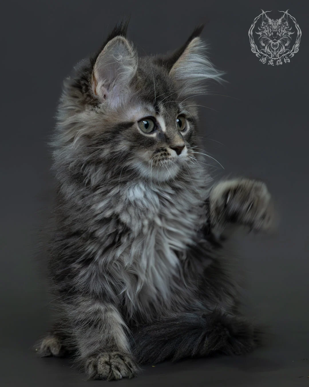 藍銀虎斑緬因貓 7