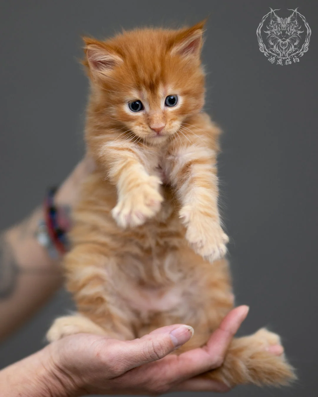 紅虎斑 Red Tabby Maine Coon 4weeks 6