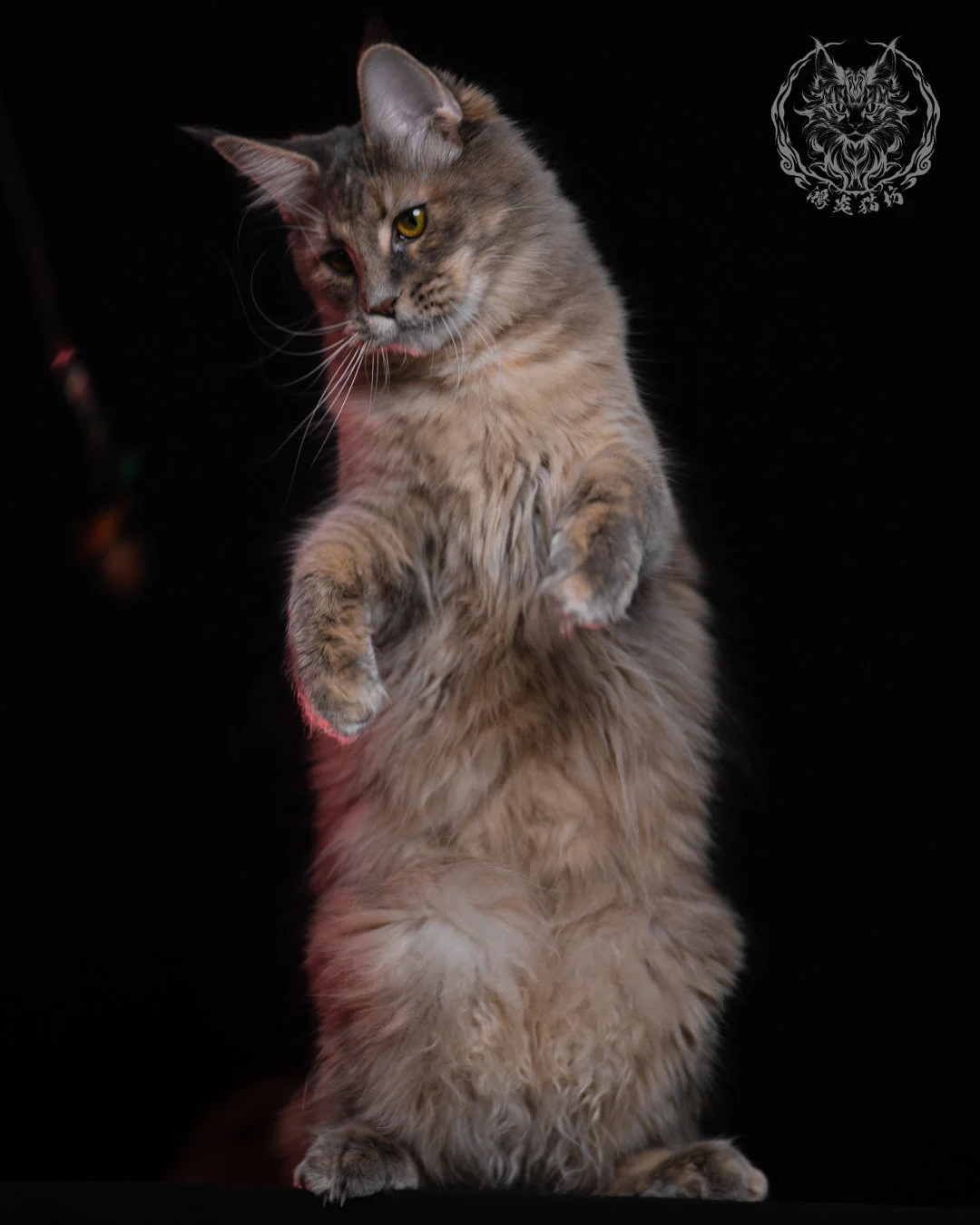 藍乳煙玳帽緬因貓 11 個月站立前傾姿勢，臉部虎斑紋理明顯，煙燻與乳色交織的毛色質感細膩柔順。