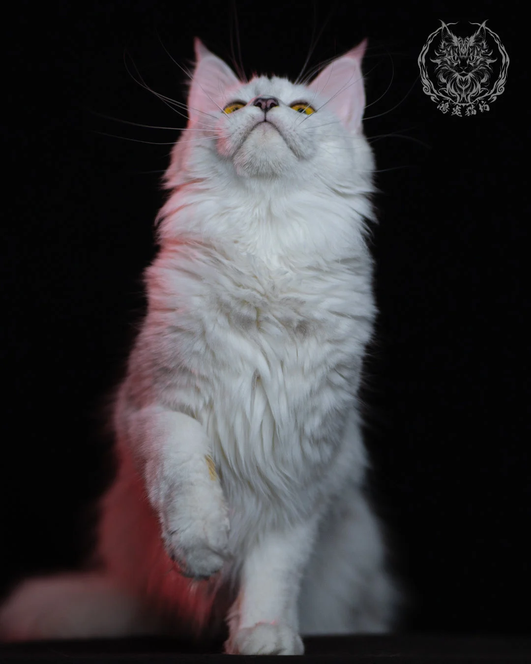 黑銀陰影緬因貓 Black Silver Shaded Maine Coon 1year 1