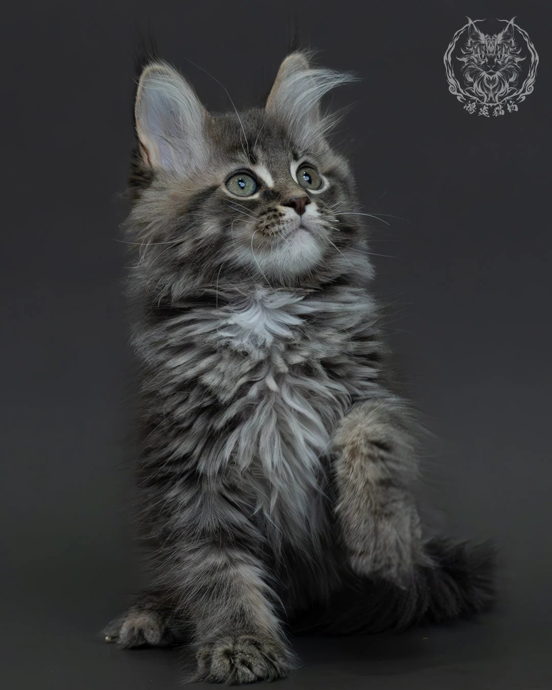 藍銀虎斑緬因貓 8