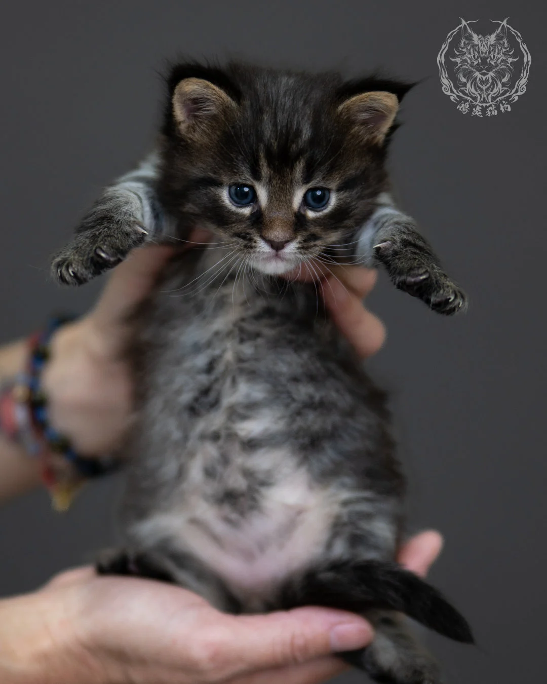 黑棕虎斑 Black Brown Tabby Maine Coon 4weeks 4