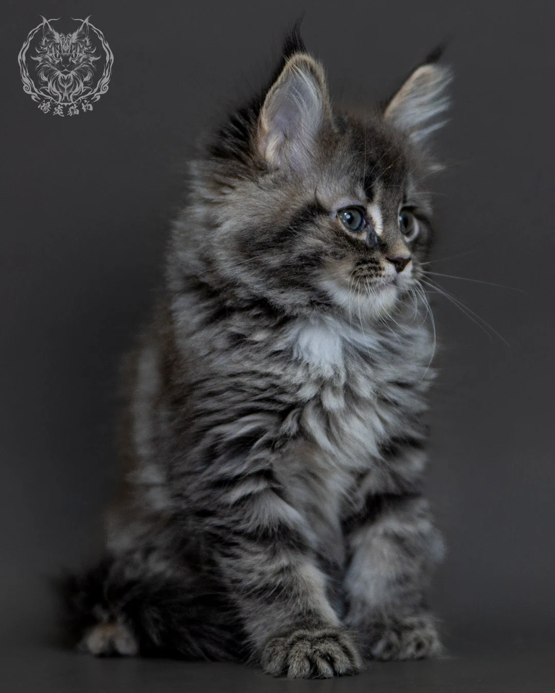 藍銀虎斑 Blue Silver Tabby Maine Coon 2months 7