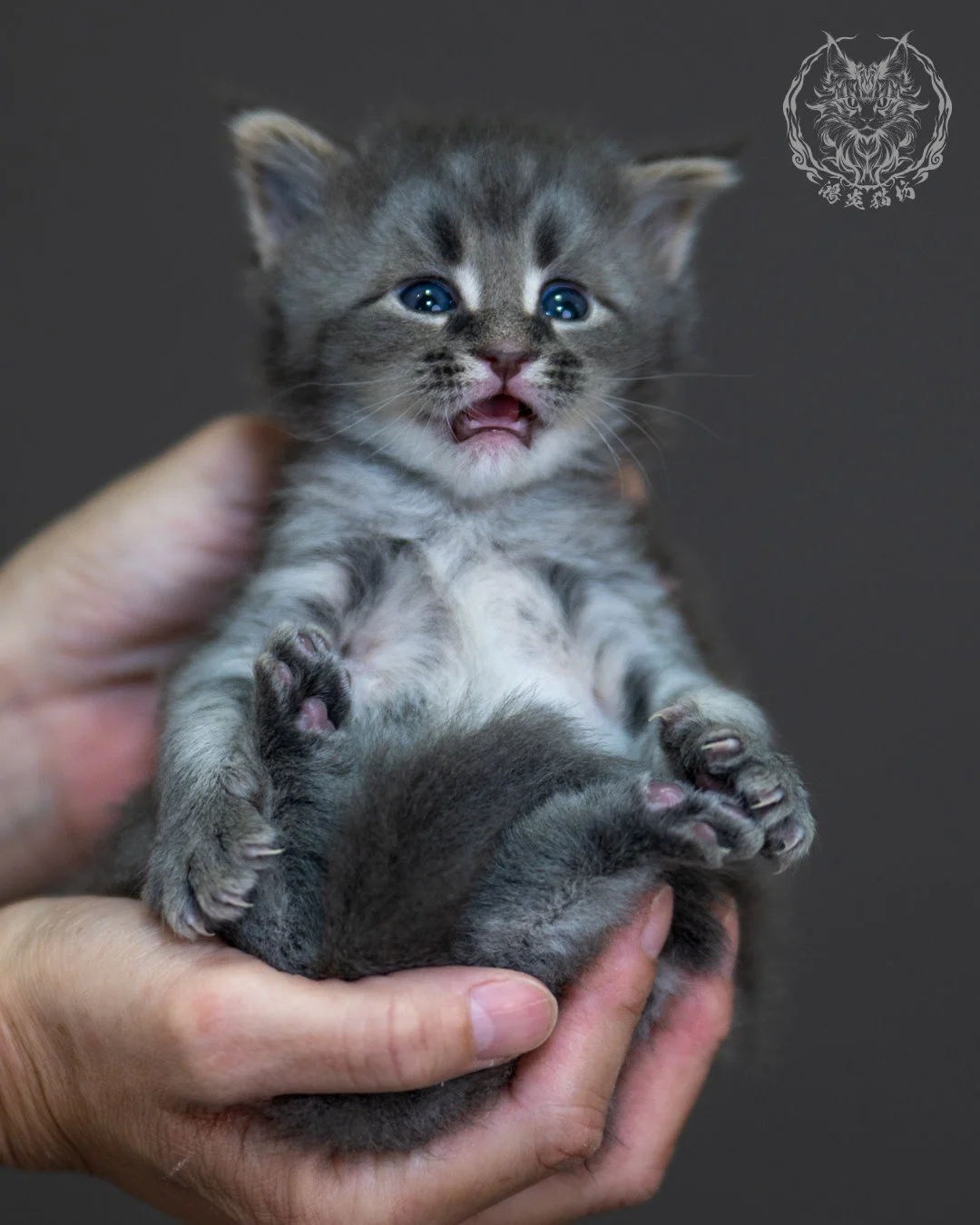 藍銀虎斑 Blue Silver Tabby Maine Coon 4weeks 14
