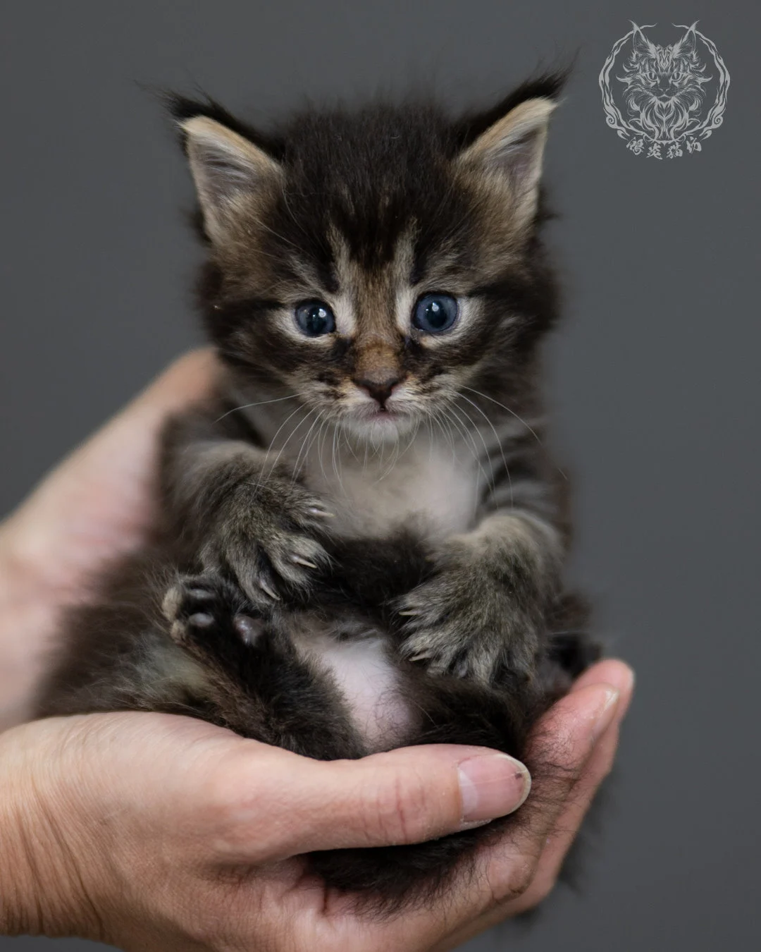 黑棕虎斑 Black Brown Tabby Maine Coon 4weeks 5