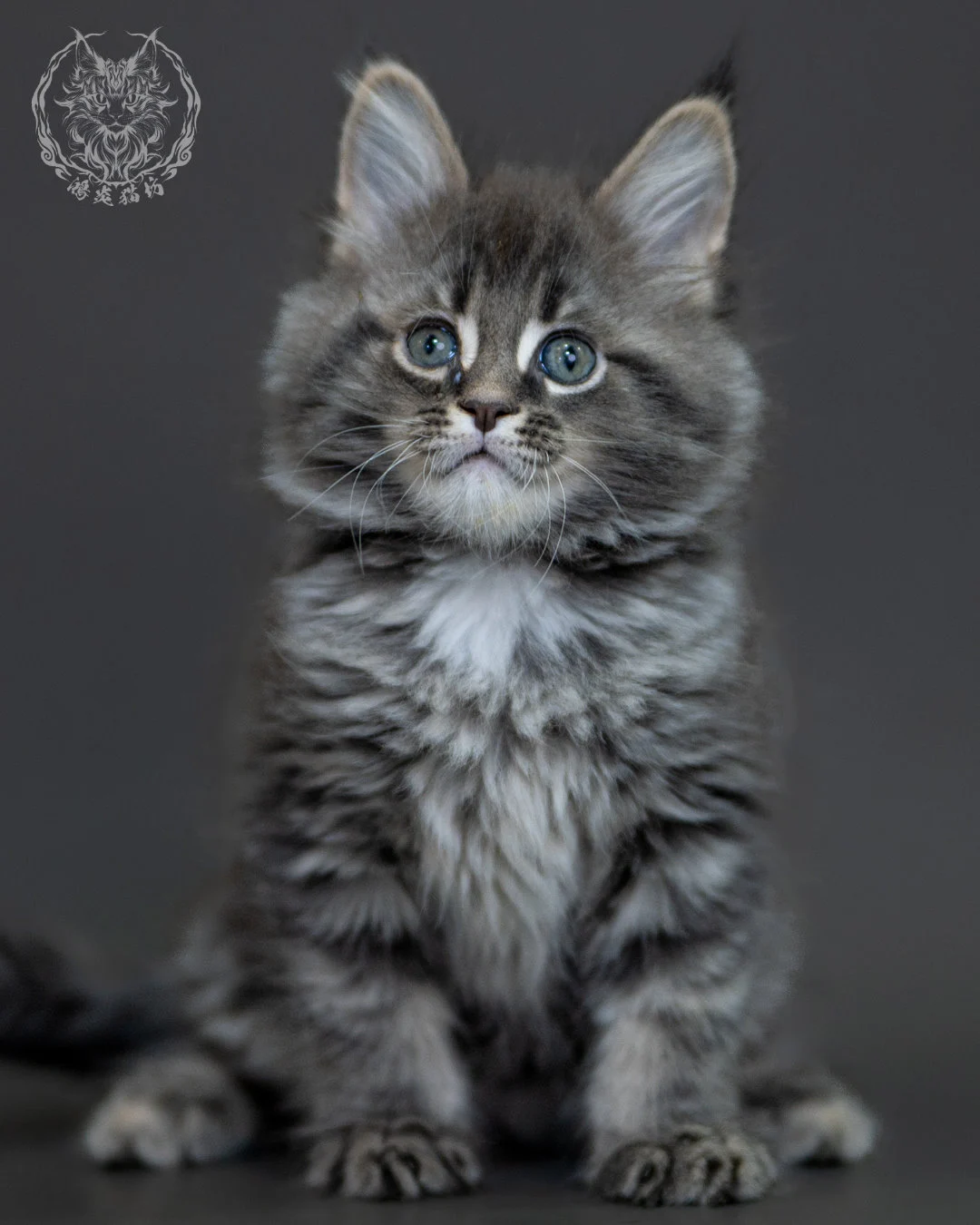 藍銀虎斑 Blue Silver Tabby Maine Coon 2months 15