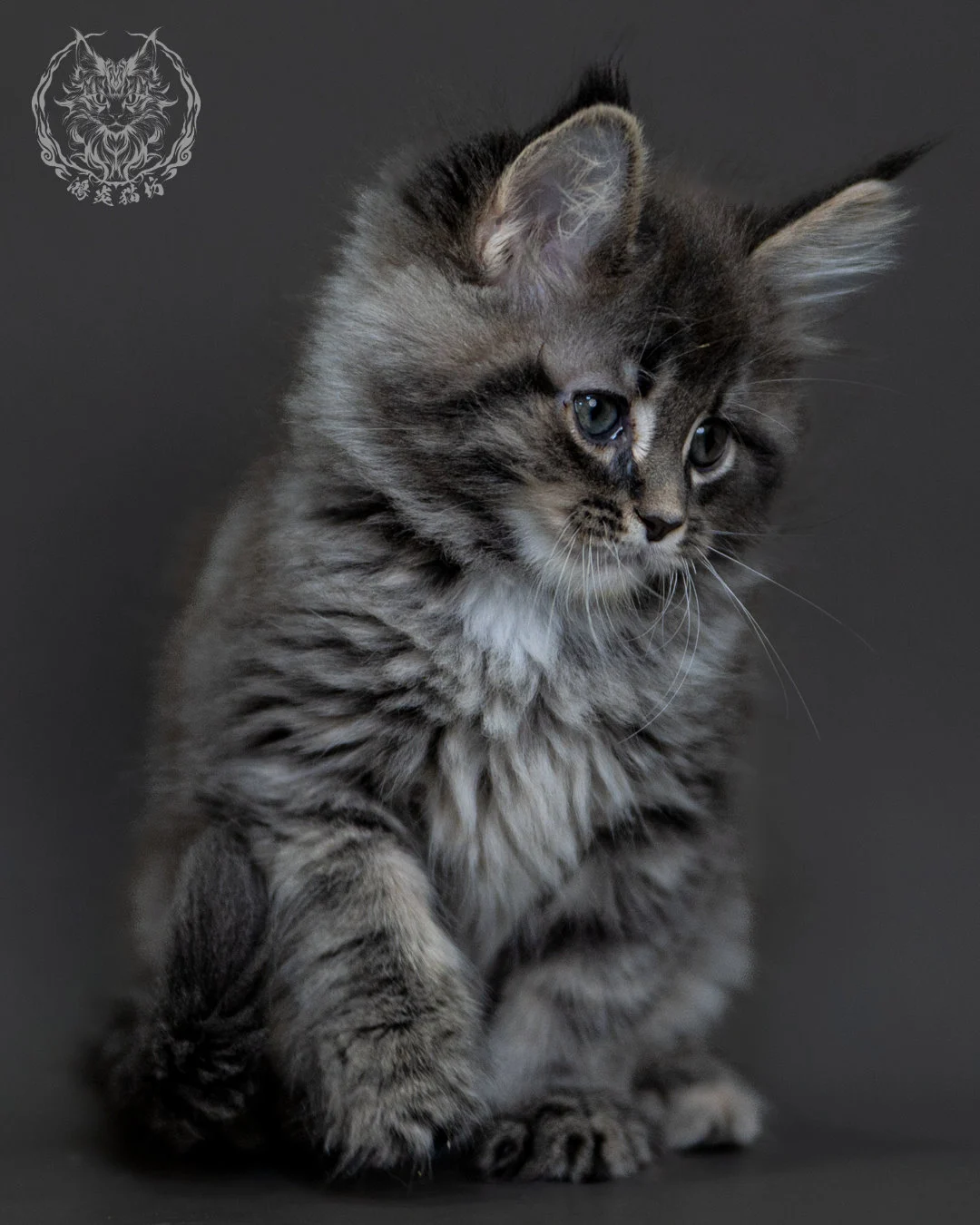 藍銀虎斑 Blue Silver Tabby Maine Coon 2months 17