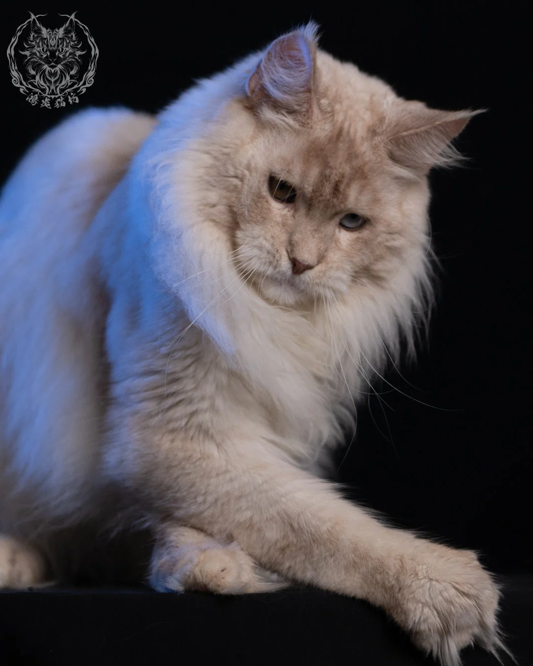 乳高煙緬因貓 Cream High Smoke Maine Coon 9months 10