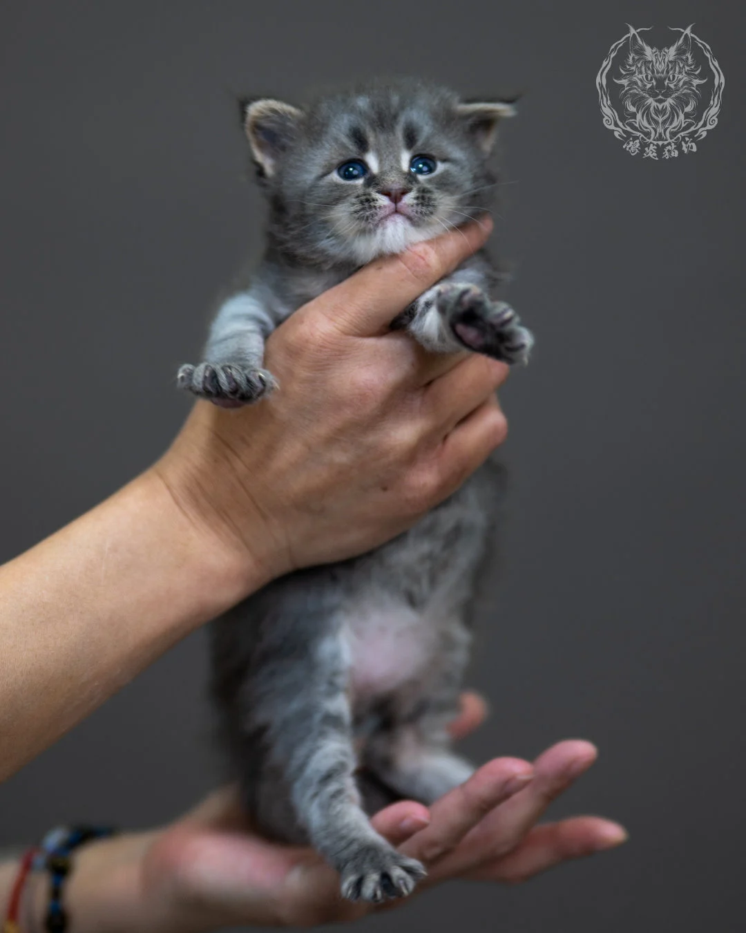 藍銀虎斑 Blue Silver Tabby Maine Coon 4weeks 10