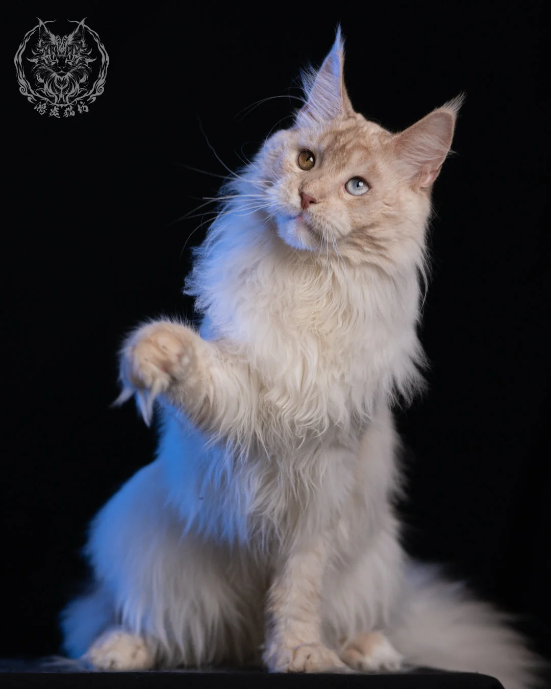 乳高煙緬因貓 Cream High Smoke Maine Coon 9months 19